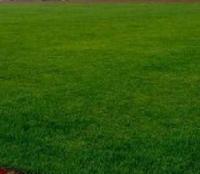 草坪——运动场耐践踏组合、高尔夫球场组合、护坡草坪组合_农副产品